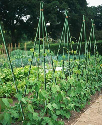 Ecostake Garden Stakes 6 Ft For Climbing Plants Supports Pole 20 Pack