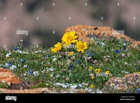 Alpine Sunflower Tetraneuris Grandiflora Forest Canyon Overlook