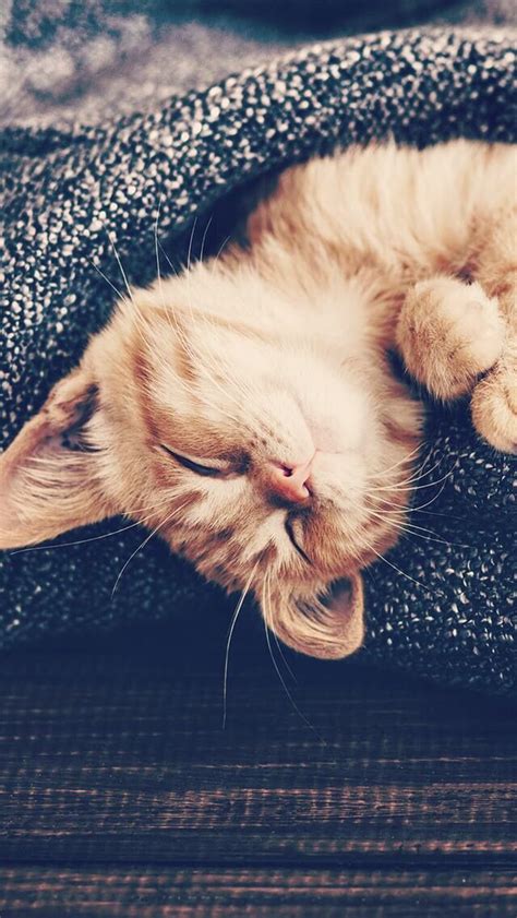 Wallpaper Iphonecute Little Kitten ⚪️ Kitten Wallpaper Cute Cats