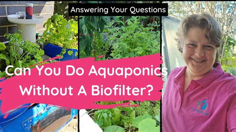 Aquaponics Unfiltered Is A Biofilter Truly Necessary Youtube