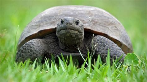 Feds Deny Increased Protection For Gopher Tortoises Jacksonville Today