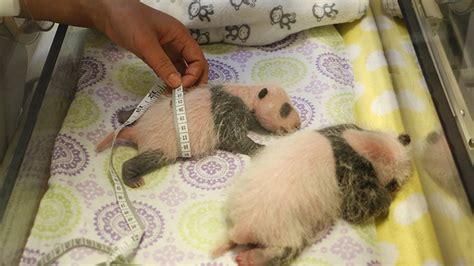 It Takes A Village How Canada Got Its First Native Born Pandas