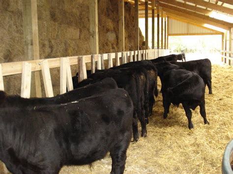 Sign up for free today! New hay feeding barn - CattleToday.com