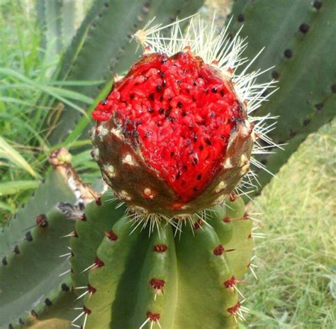This sweet concoction may be eaten as is, or used in pastries and tamales. Pin on Class