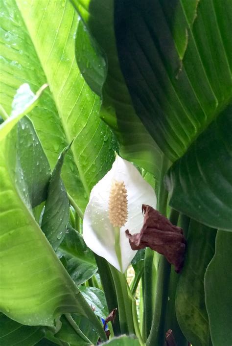 Too long in the shade, and the lilies will reach for the sun, and take on a noticeable lean. How to Care for Peace Lilies: 15 Steps (with Pictures ...