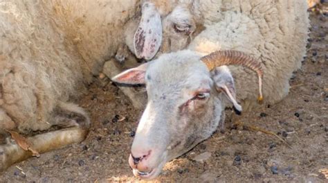 Sheep Diseases What Are The Most Common Ones Sheepcaretaker