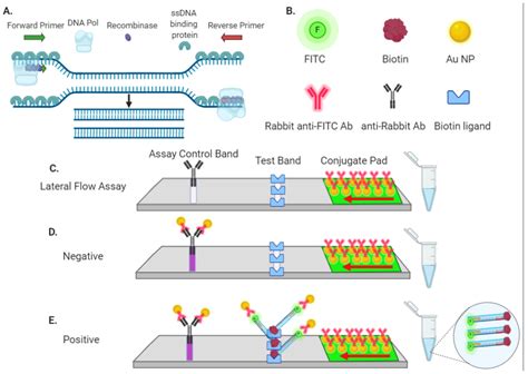 Bioengineering Free Full Text Crisprcas9 Based Lateral Flow And