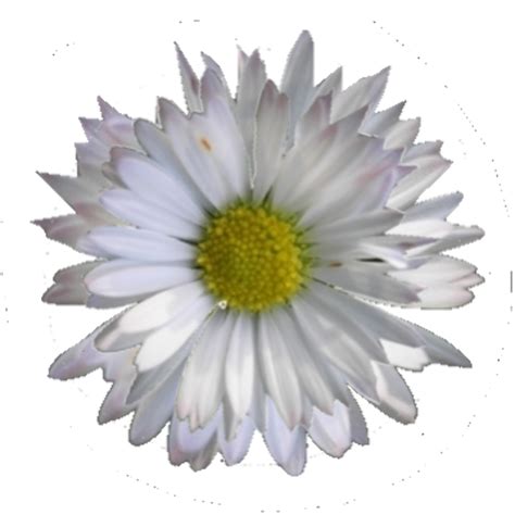 Download High Quality Daisy Clipart No Background Transparent Png