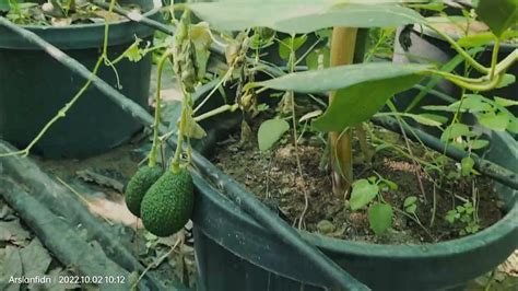 Saksıda Yetişen Avokado 🥑growing Avocados In Post Youtube