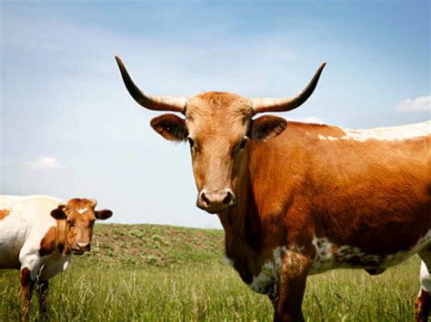 Cows Bulls Buffaloes Oxen A Comprehensive Guide All The Differences