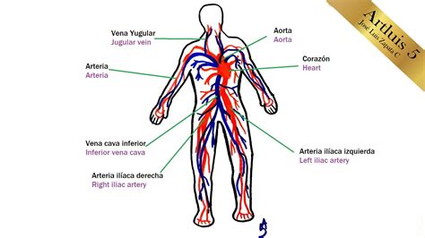 Maqueta Del Sistema Circulatorio Dibujo Del Aparato Circulatorio My