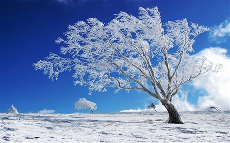 Beautiful Background Winter Snow Tree Hd Wallpaper