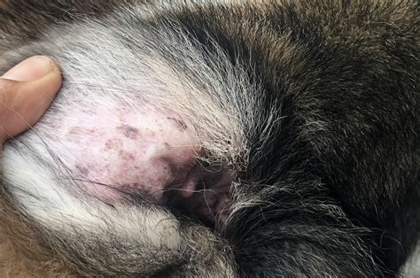 Malassezia Dermatitis In Dogs Glòries Veterinary Hospital