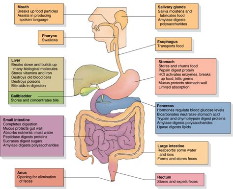 Digestive System Terms Definitions BabeWorkHelper