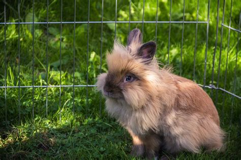 10 Smallest Rabbit Breeds In The World With Pictures Unianimal