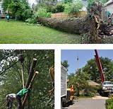Eds Tree Service Images