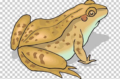 Frog And Toad Amphibian PNG Clipart Amphibian Cane Toad Cartoon