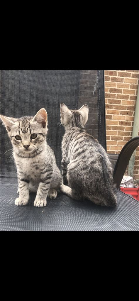 Kittens Needing Homes