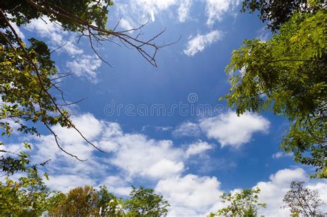 Landscape Trees And Sky Stock Image Image Of Wood Plants 115867491