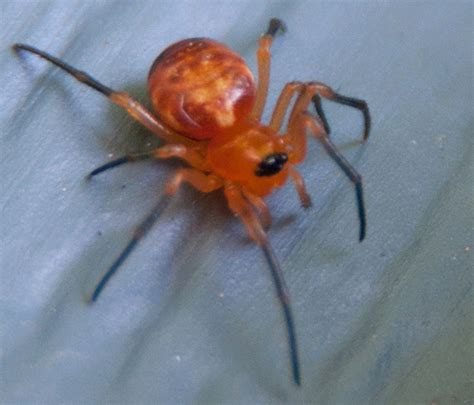 Very Small Orange Spider Hypsosinga Bugguidenet