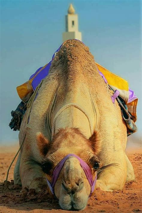 There is no national hump day, hump day is a synonym for wednesday, imagine going over a hill, at the very top is the hump, so sunday monday and tuesday are going up the hill, wednesday is the hump, and thursday friday and saturday are going down the hill. Dromedary Camel. Beautiful | Camel animal