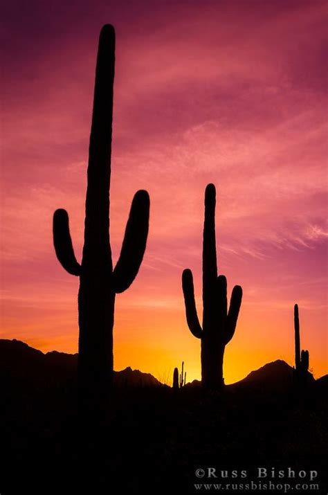 Saguaro Cactus At Sunrise Under Gates Pass Tucson Mountain Park