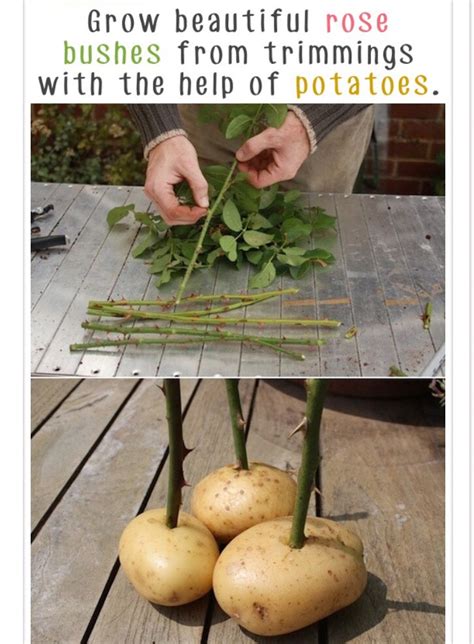 20 Insanely Awesome And Clever Gardening Tips 🌻🍒🍐🍍🍆🍅 Musely