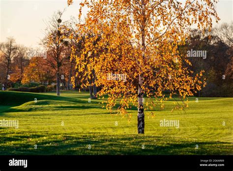Birch tree with golden leaves illuminated by evening sun in a fall city