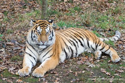 Resting Siberian Tigers Digital Images