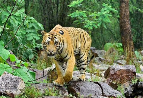 Bengal Tiger Diet Habitat And Facts Britannica