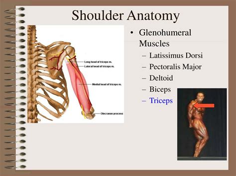 Ppt Shoulder Anatomy Powerpoint Presentation Free Download Id30303