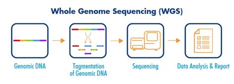 Dna Sequencing Definition Importance Methods And More