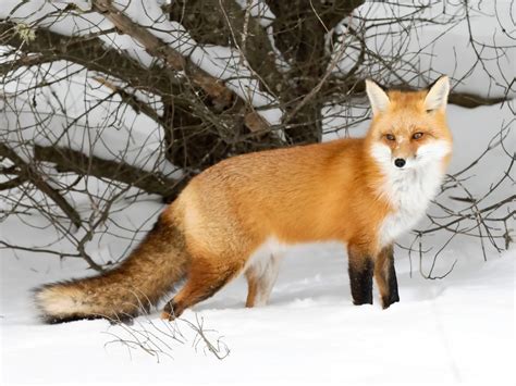 Red Fox Hunting In The Snow Jigsaw Puzzle In Animals Puzzles On