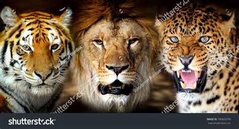 Full 4k Collection Of Amazing Lion And Tiger Images Top 999