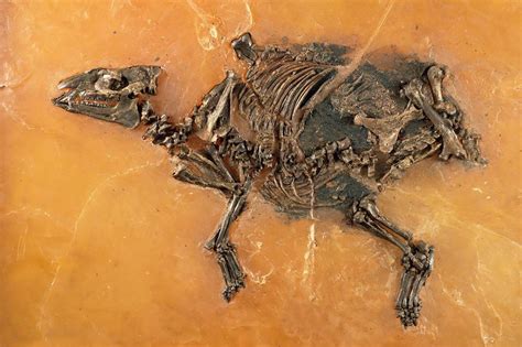 47 Million Year Old Fossil Of Horse And Unborn Foal Discovered Horse Nation