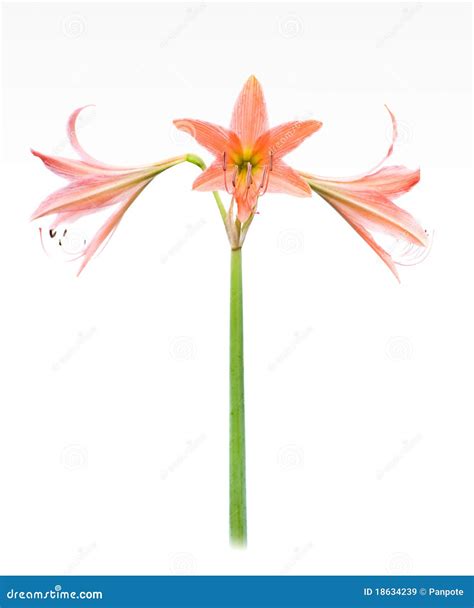 Star Lily Stock Image Image Of Flower Color White 18634239