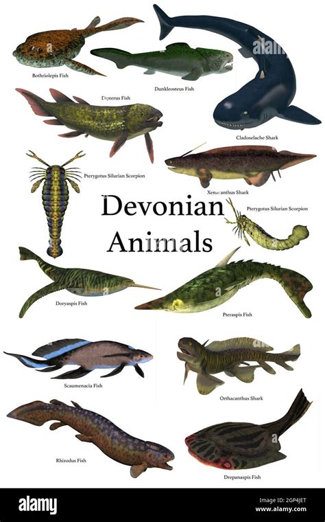 A Collection Of Various Animals And Fish That Lived In The Devonian