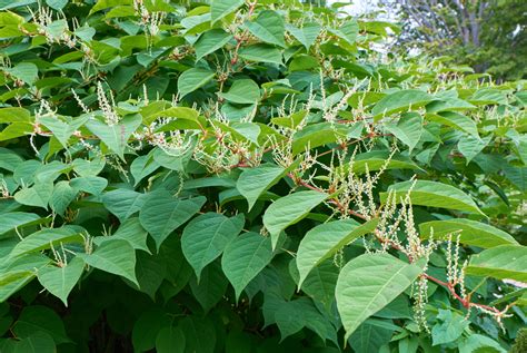 What Is Japanese Knotweed Directree