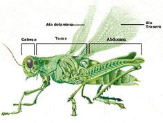 Anatom A Del Insecto Educaci N Para La Vida Insectos Anatom A Alas