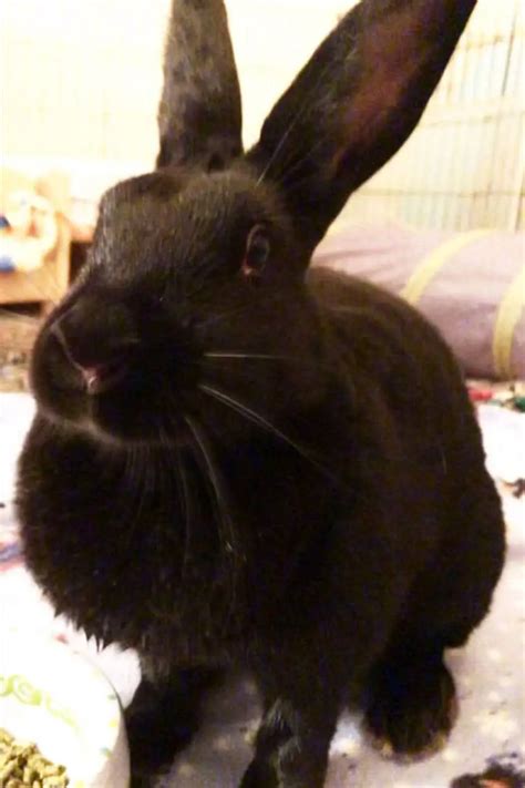 7 Best Black Rabbit Breeds With Pictures