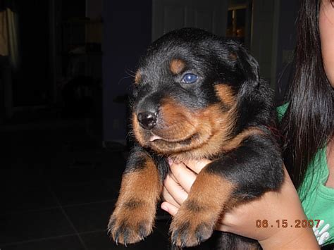 Probably the biggest rottweilers puppies in the world. Cheap Rottweiler Puppies Picture Pa - Dog Breeders Guide