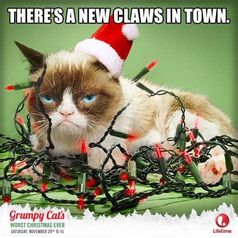 Catvent Grumpy Cat Christmas Grumpy Cat Humor Grumpy Cat
