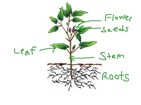 Plant Structures And Functions Plants Science Showme