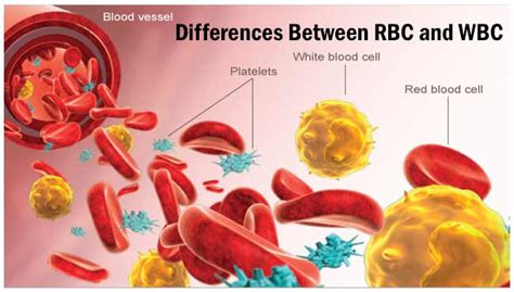 Differences Between Red Blood Cells Rbc And White Blood