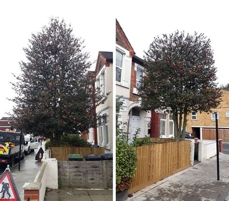 I have a few american holly trees (i think that's what they are) that my landscaper cut all the way down, almost to the trunk. Pruning a holly tree : tree surgeon north London. Contact ...