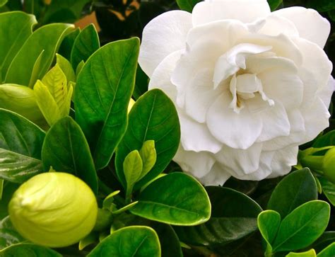 We did not find results for: Spring flowers in Haiku Maui Hawaii