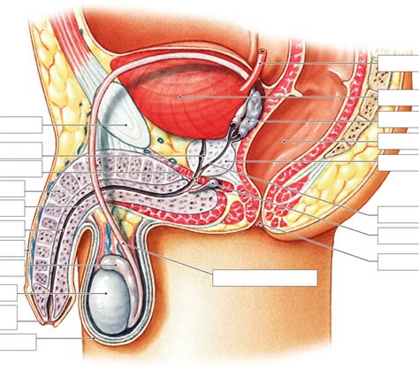 Exam The Male Reproductive System Diagram Quizlet