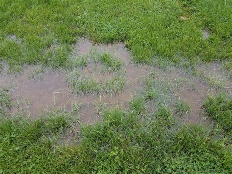 Lawn Watering Guidelines Tips And Signs Of Over And Underwatering