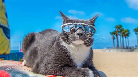 Memberi makan kucing sebenarnya bukanlah hal yang rumit. Kucing Bergaya Pakai Cermin Mata Jadi Trend Terbaru - Terbaru