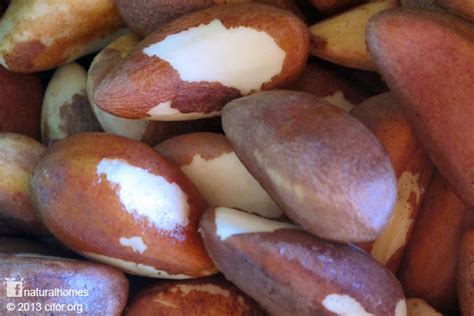 Brazil Nut High In Selenium